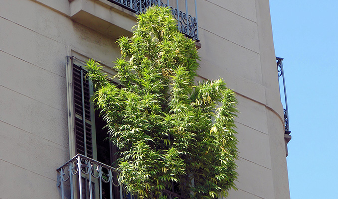 cultivo marihuana terraza