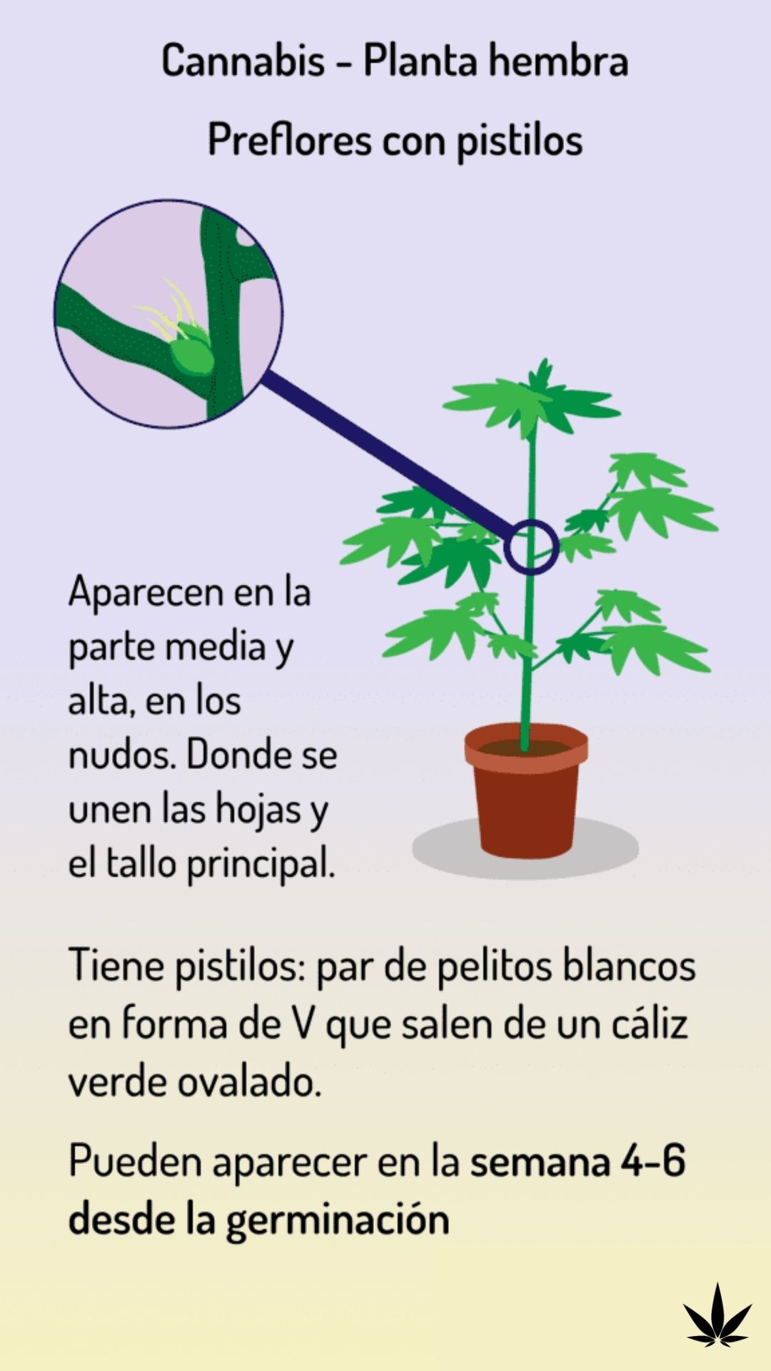 planta de cannabis hembra