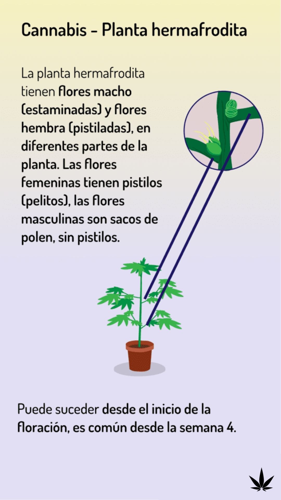 planta de marihuana macho