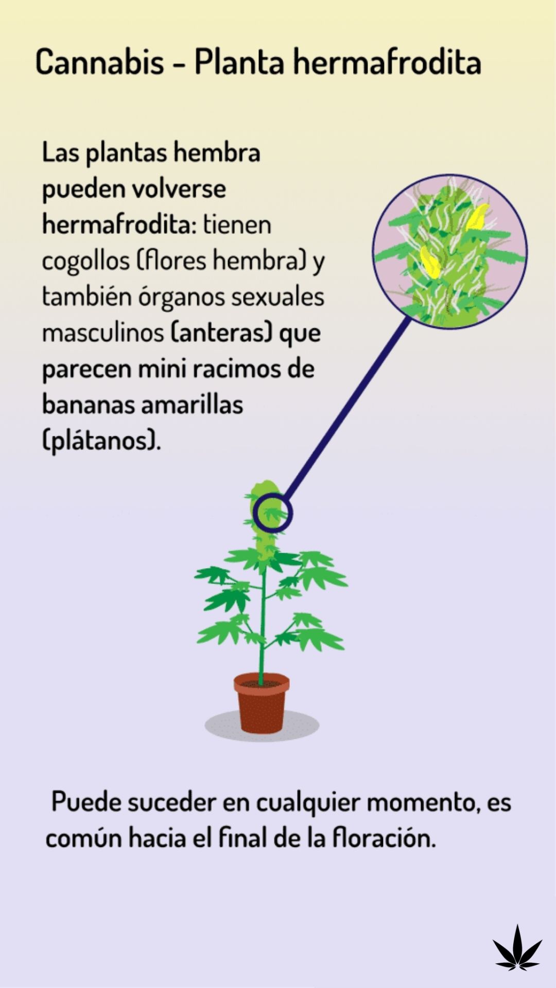 marihuana hermafrodita